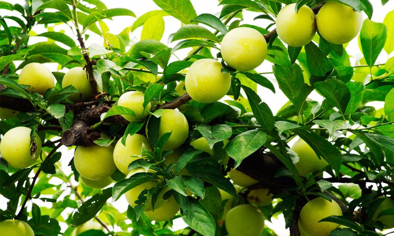 开云游戏平台案例展示六